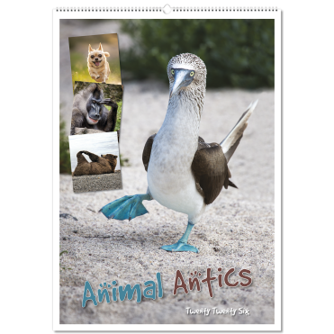 Animal Antics Wall Calendar